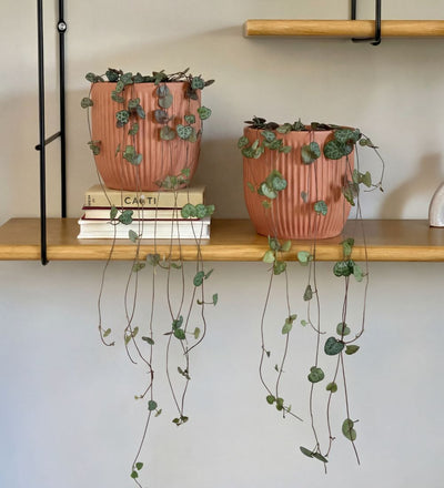String of Hearts Pair