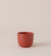 Pink Daan Pot 7cm