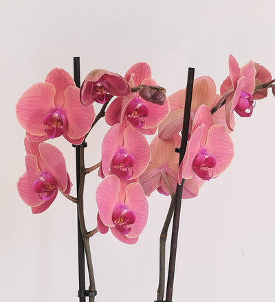 Coral Orchid & Pot