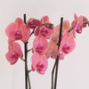Coral Orchid & Pot