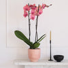 Coral Orchid & Pot