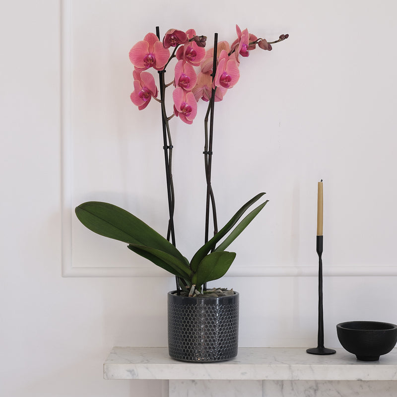 Coral Orchid & Pot