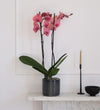 Coral Orchid & Pot