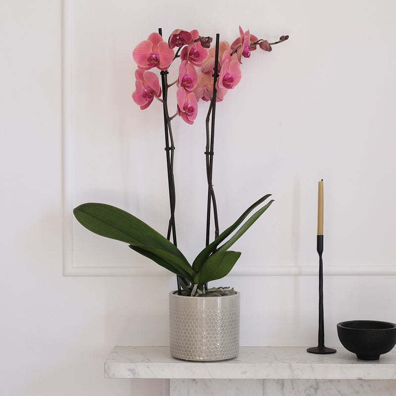 Coral Orchid & Pot