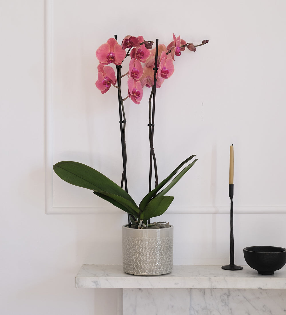 Coral Orchid & Pot