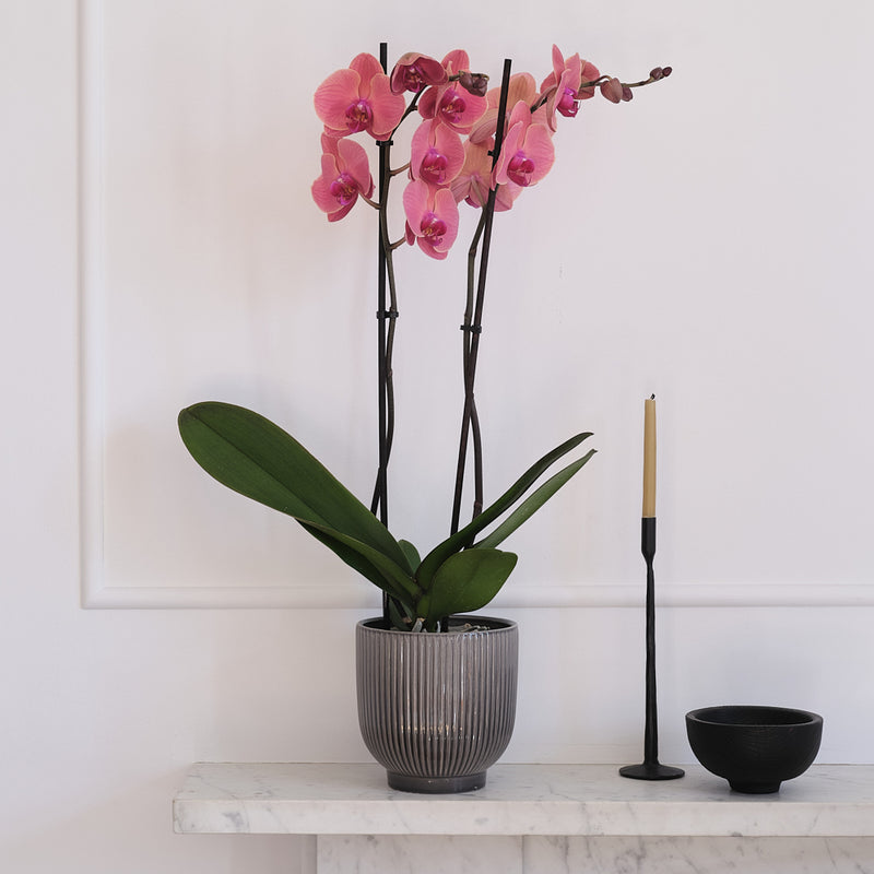 Coral Orchid & Pot