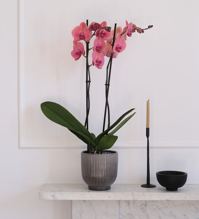 Coral Orchid & Pot
