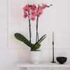 Coral Orchid & Pot