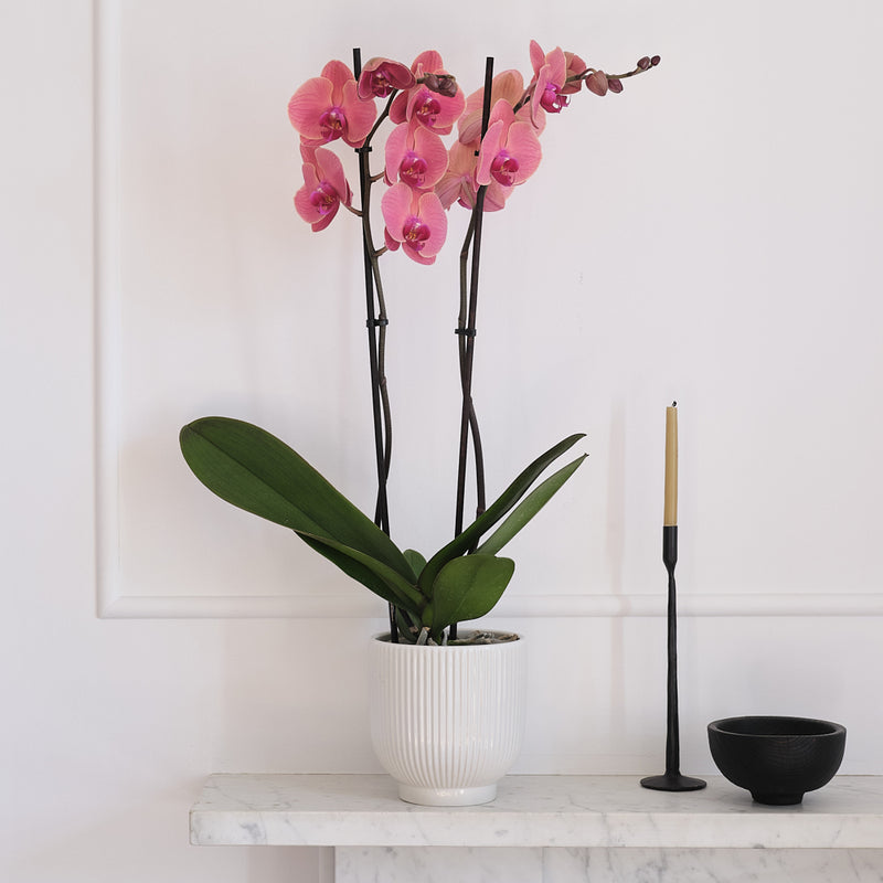 Coral Orchid & Pot