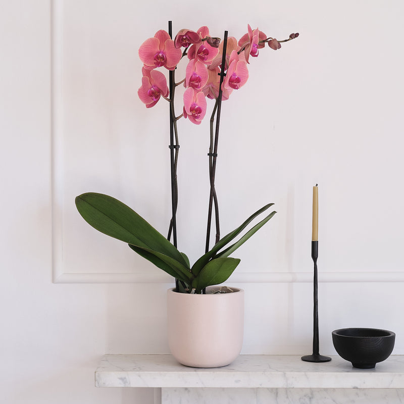 Coral Orchid & Pot