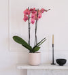Coral Orchid & Pot