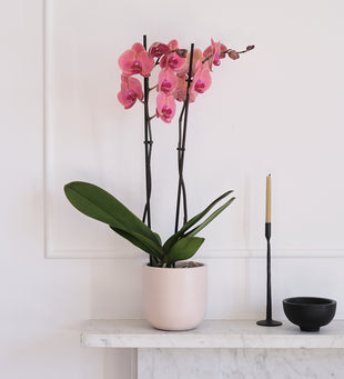 Coral Orchid & Pot