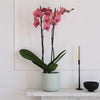 Coral Orchid & Pot