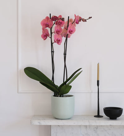 Coral Orchid & Pot