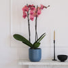 Coral Orchid & Pot