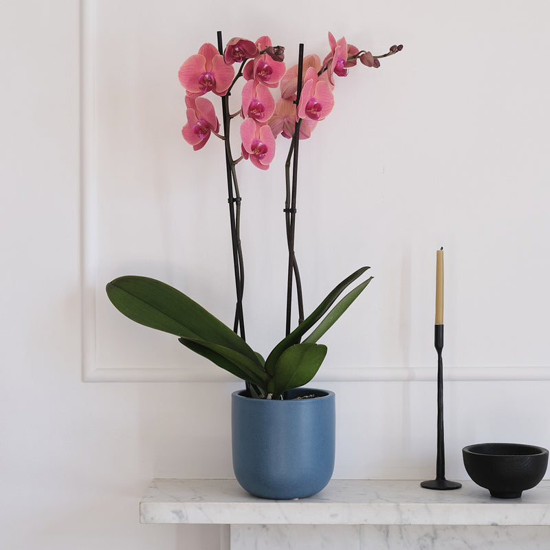 Coral Orchid & Pot