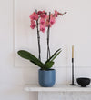 Coral Orchid & Pot