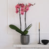 Coral Orchid & Pot
