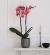 Coral Orchid & Pot