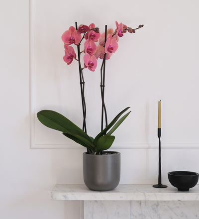 Coral Orchid & Pot