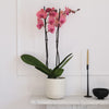 Coral Orchid & Pot