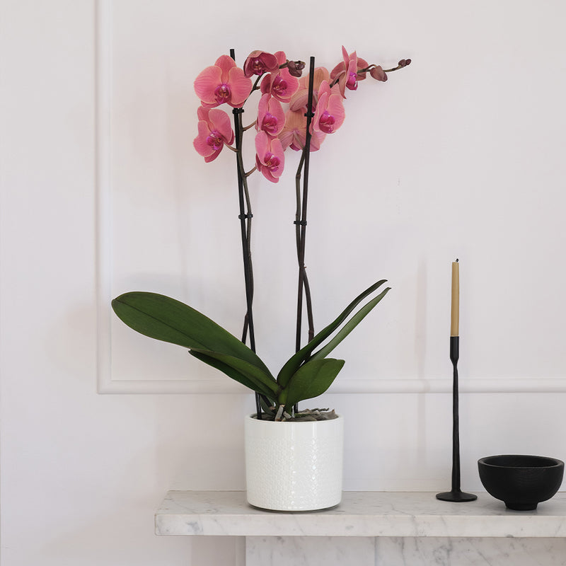 Coral Orchid & Pot