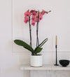 Coral Orchid & Pot