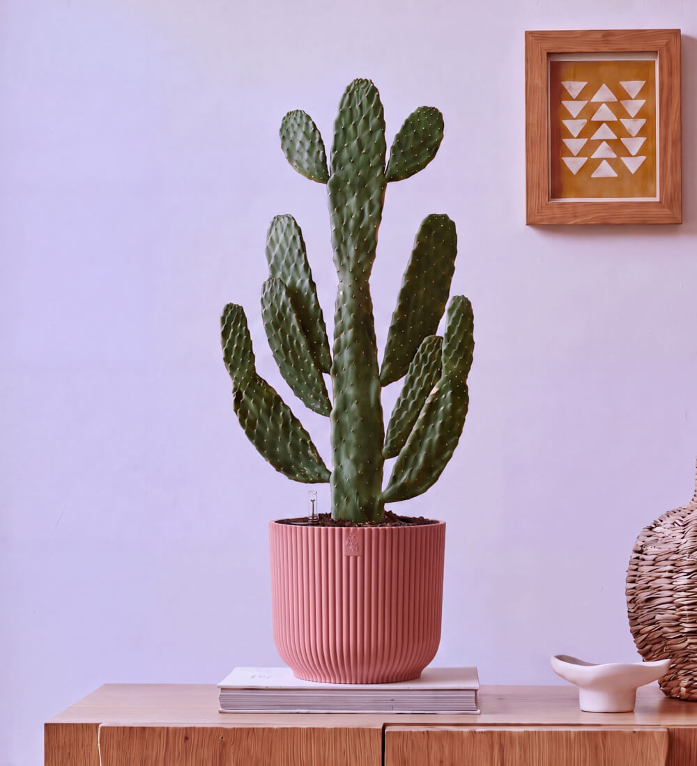 Cowboy Cactus in Self-watering Pot