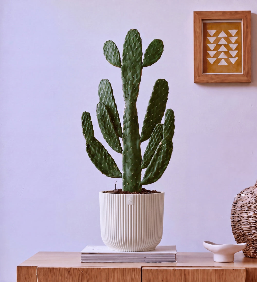 Cowboy Cactus in Self-watering Pot