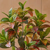 Artificial Croton Tree