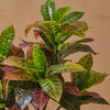 Artificial Croton Tree