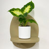 Mini Dumb cane & Pot