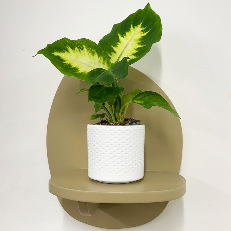 Mini Dumb cane & Pot