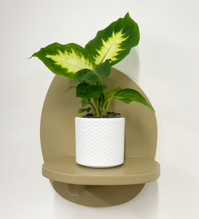 Mini Dieffenbachia & Pot