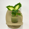 Mini Dumb cane & Pot