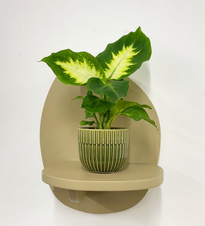 Mini Dieffenbachia & Pot