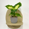 Mini Dumb cane & Pot