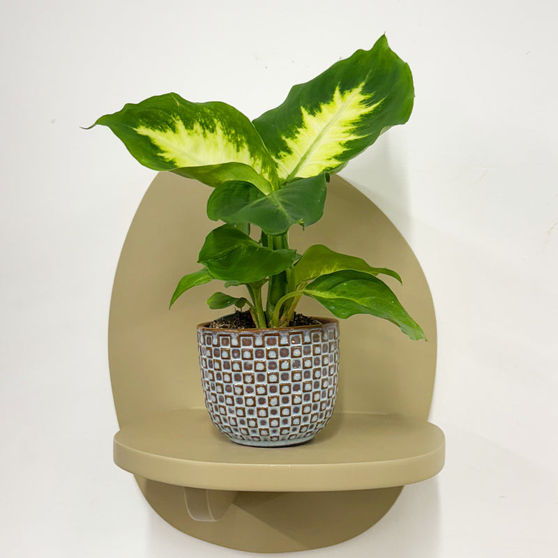 Mini Dumb cane & Pot