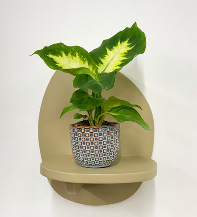 Mini Dieffenbachia & Pot