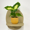 Mini Dumb cane & Pot