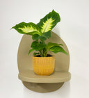 Mustard Pot