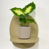 Mini Dumb cane & Pot