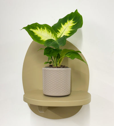 Mini Dieffenbachia & Pot