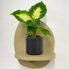 Mini Dumb cane & Pot