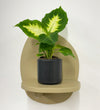 Mini Dieffenbachia & Pot