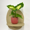 Mini Dumb cane & Pot