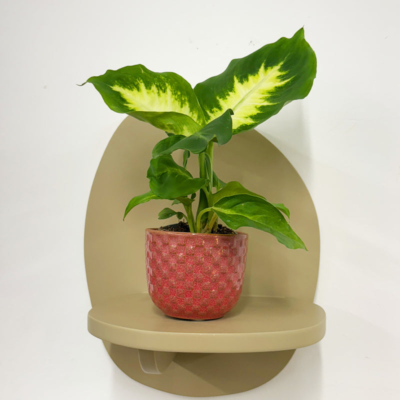 Mini Dumb cane & Pot