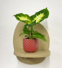 Pink Pot