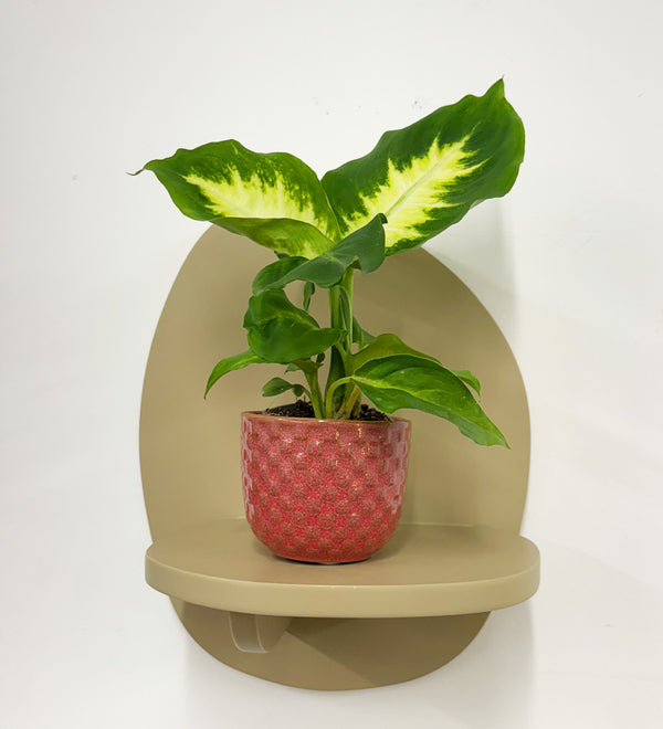 Mini Dieffenbachia & Pot