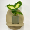 Mini Dumb cane & Pot